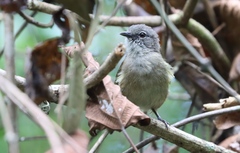 Eurillas ansorgei
