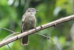 Eurillas ansorgei