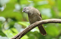 Eurillas ansorgei