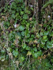 Arabidopsis cebennensis