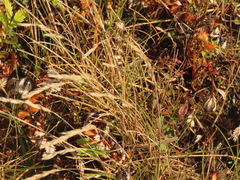 Festuca ammobia