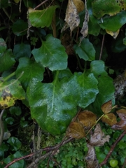 Arabidopsis cebennensis