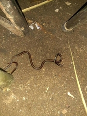 Calliophis intestinalis