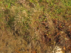 Festuca ammobia