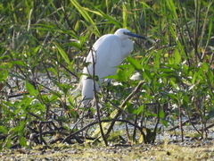 Egretta garzetta