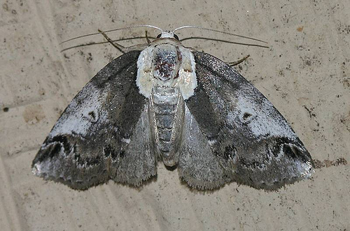Eyed Baileya Moth