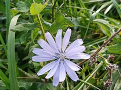 Cichorium intybus