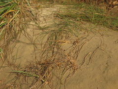 Juncus breweri