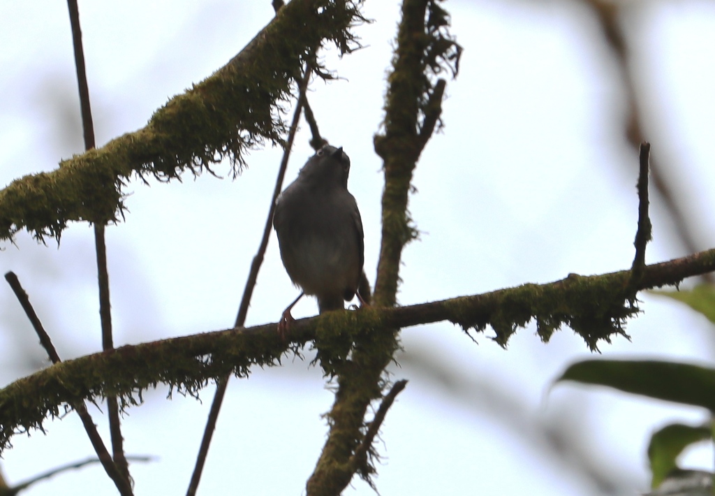Sierra Leone Prinia (Schistolais leontica) photo