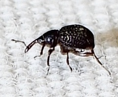 Cyrtobagous salviniae