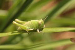 Aiolopus strepens