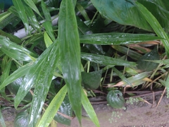 Zingiber officinale