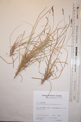 Carex lucorum