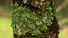 Crespoa crozalsiana