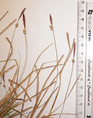 Carex lucorum