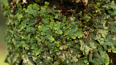 Crespoa crozalsiana