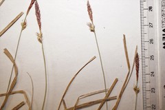 Carex lucorum