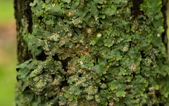 Crespoa crozalsiana