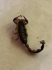 Centruroides margaritatus