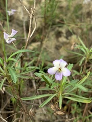 Viola arborescens