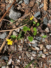 Viola orbiculata