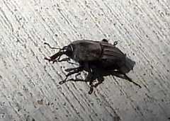 Sphenophorus compressirostris