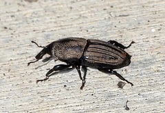 Sphenophorus compressirostris