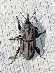 Sphenophorus compressirostris