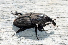 Sphenophorus compressirostris