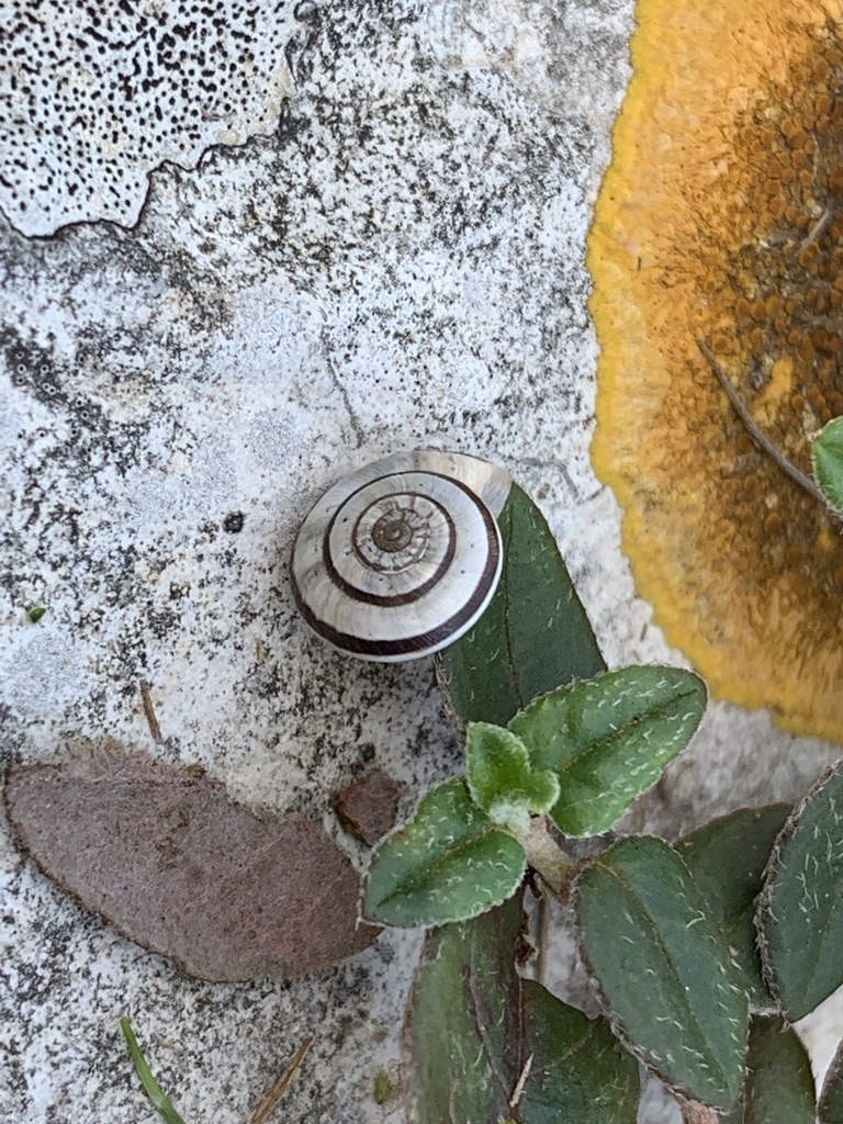 Xerocrassa derogata