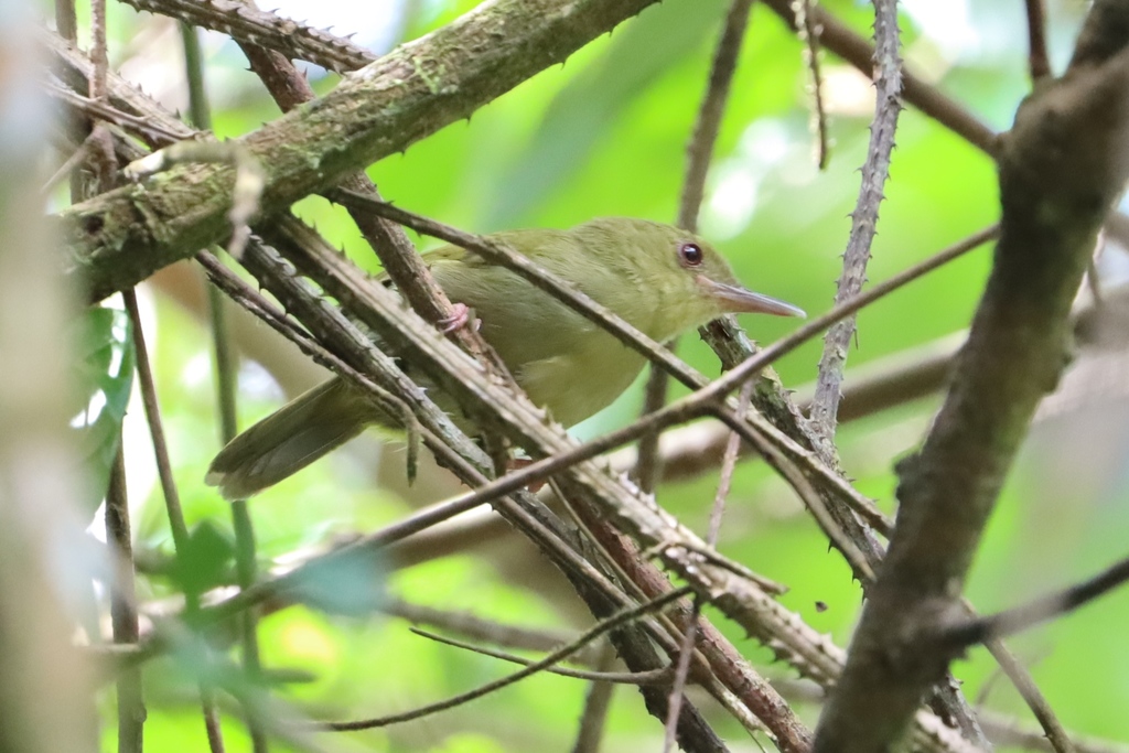 Kemp's Longbill (Macrosphenus kempi) photo