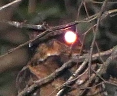 Caprimulgus atripennis