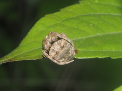 Poltys illepidus