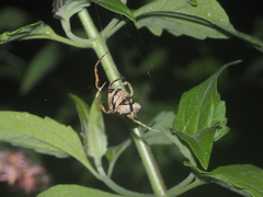 Poltys illepidus
