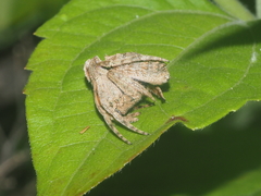 Poltys illepidus