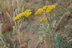 Achillea micrantha