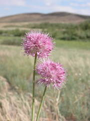 Allium lineare