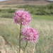 Allium lineare - Photo (c) Pavel Gorbunov, algunos derechos reservados (CC BY-NC), subido por Pavel Gorbunov