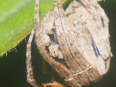 Poltys illepidus