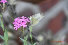 Pieris rapae