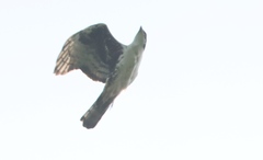 Aquila africana