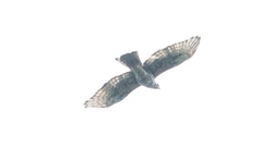 Aquila africana