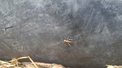 Paratlanticus ussuriensis