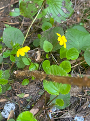 Viola orbiculata