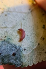 Grapholita funebrana