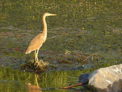 Ardea purpurea