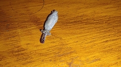 Phereoeca uterella