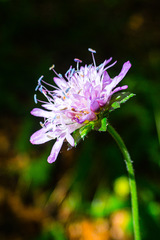 Knautia arvernensis
