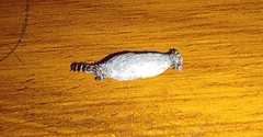 Phereoeca uterella
