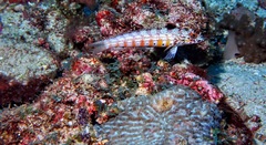 Parapercis clathrata
